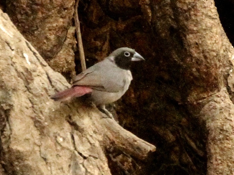 Amarante masqué - eBird