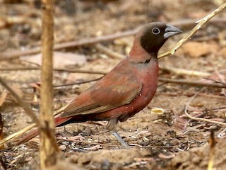นกเพศผู้เต็มวัย (Vinaceous) - Chris Kehoe - ML248094181