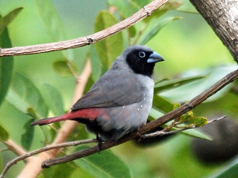 Amarante masqué - eBird