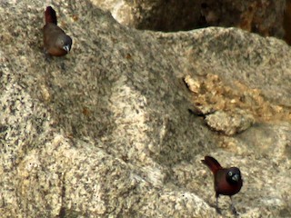 雄性和雌性成鳥 (Reddish) - Bassel Abi Jummaa - ML248094211