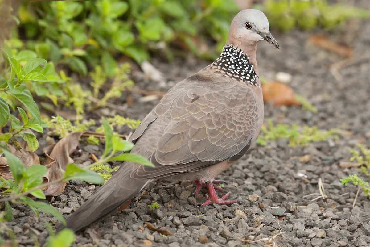 Spotted Dove - ML24809461