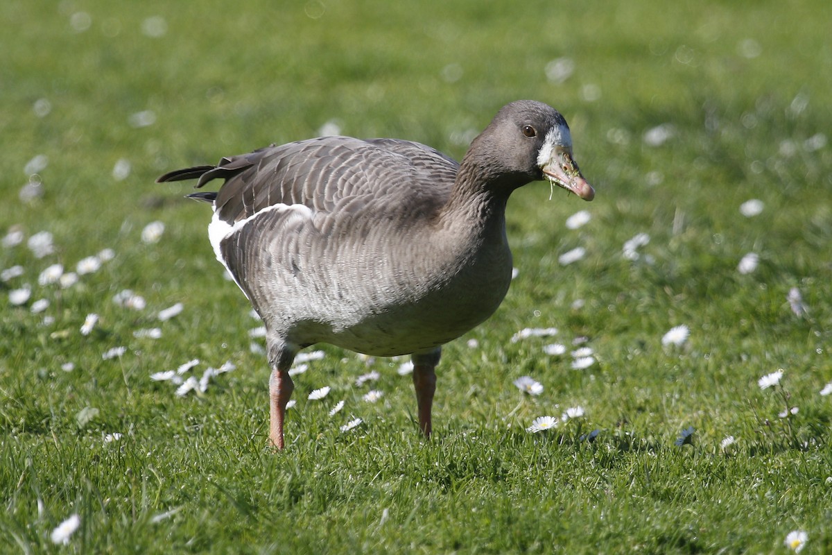 Greater White-fronted Goose - ML24809501