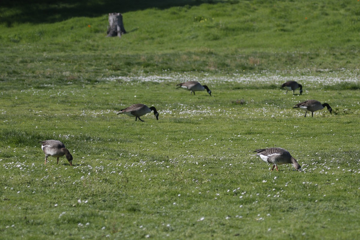 Greater White-fronted Goose - ML24809511