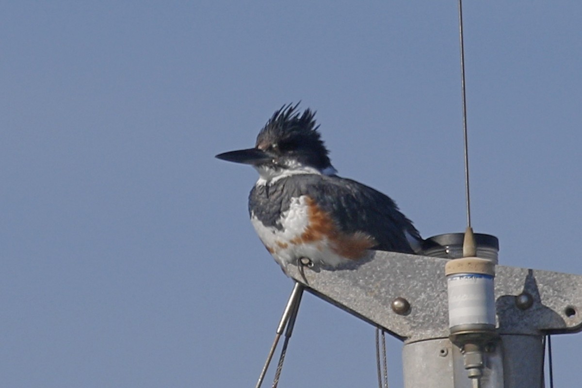Belted Kingfisher - ML24809551