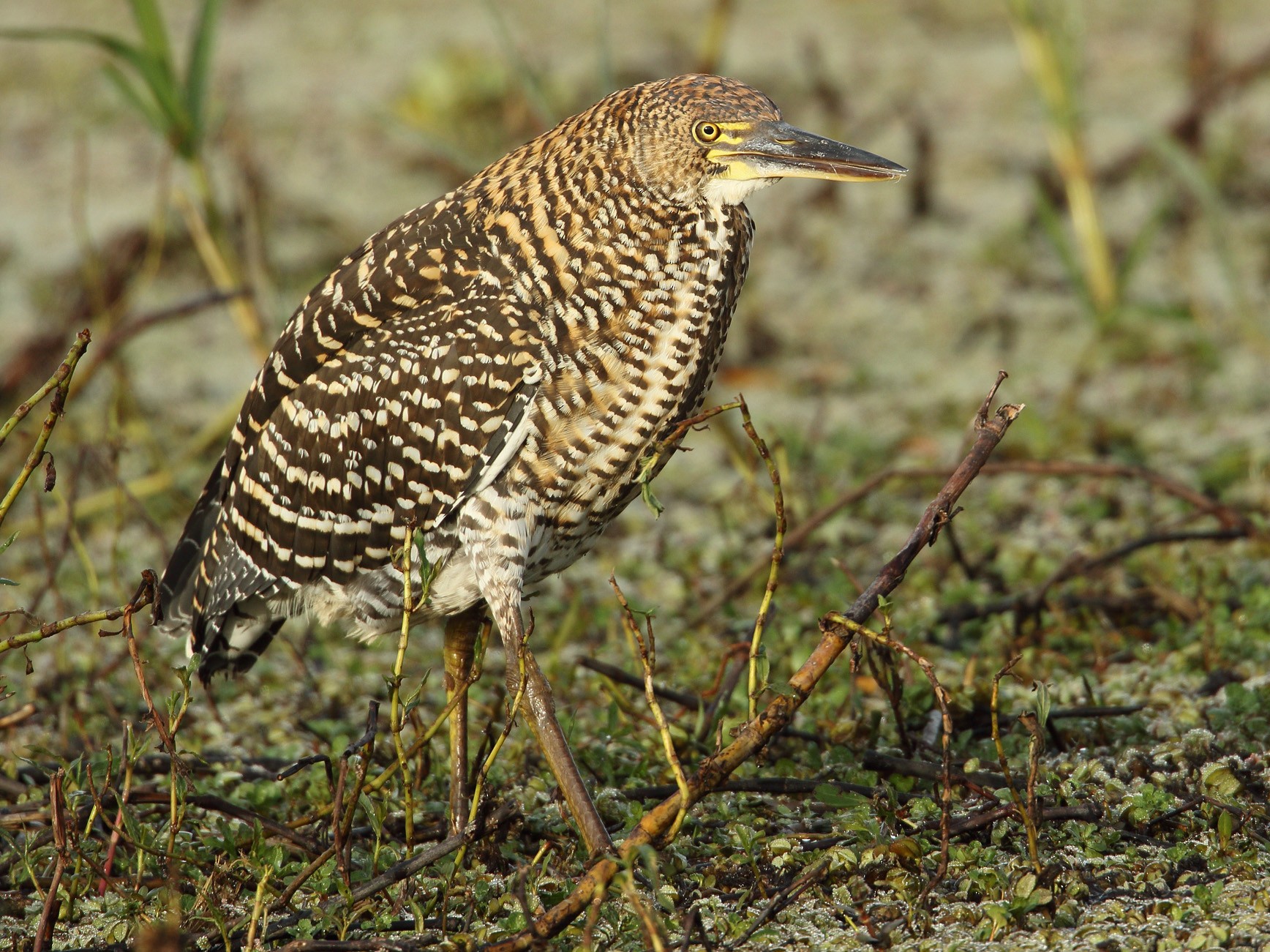 Hocó Colorado - eBird