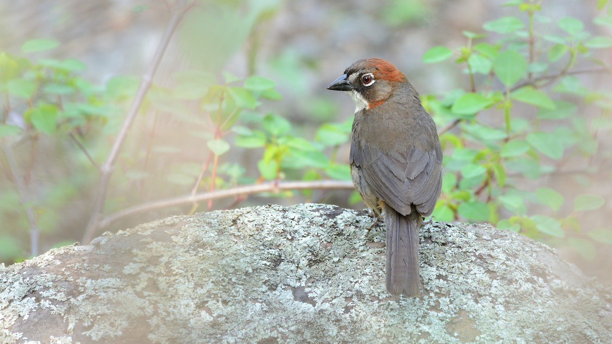 Rusty-crowned Ground-Sparrow - Miguel Aguilar @birdnomad