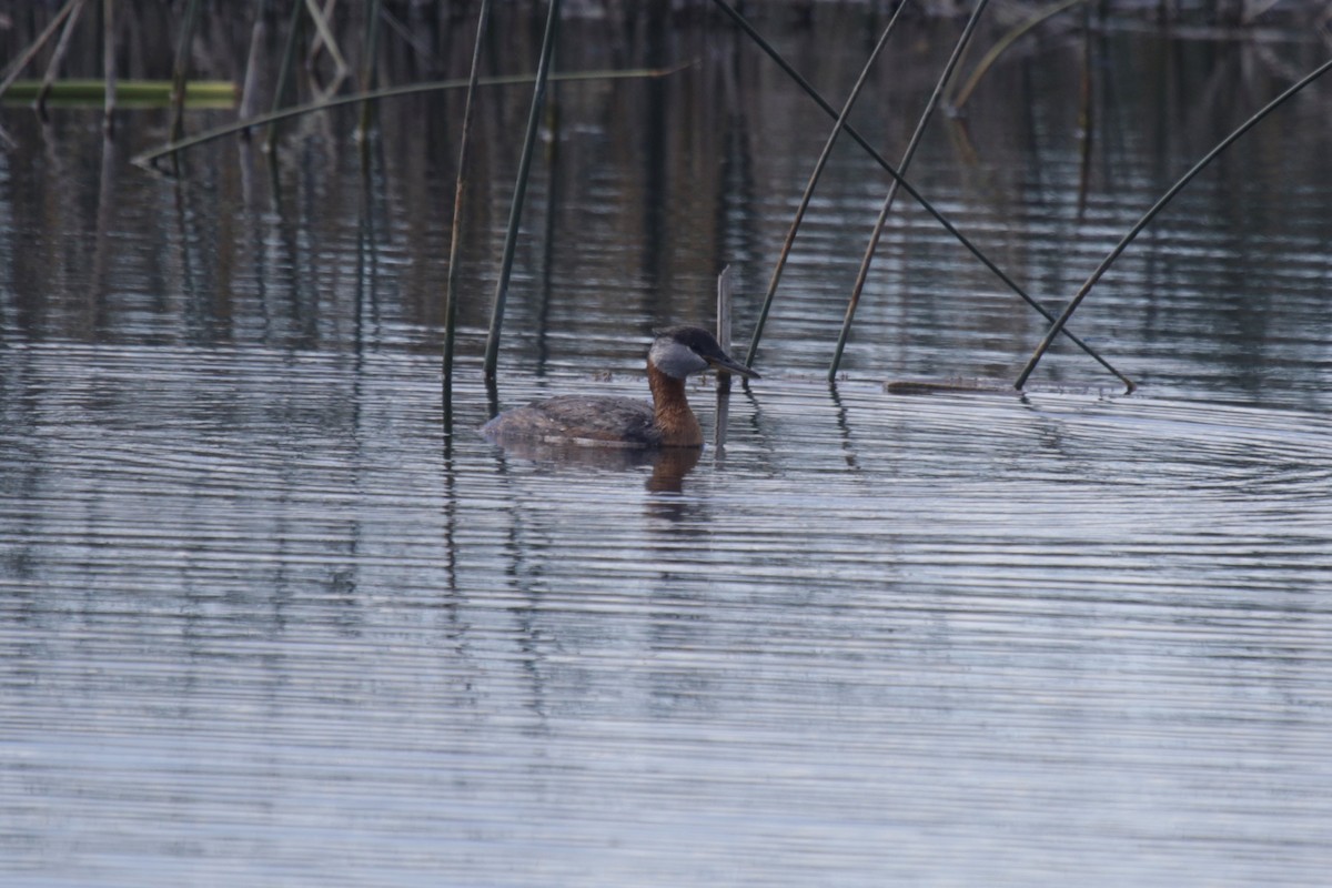 Red-necked Grebe - ML248098051