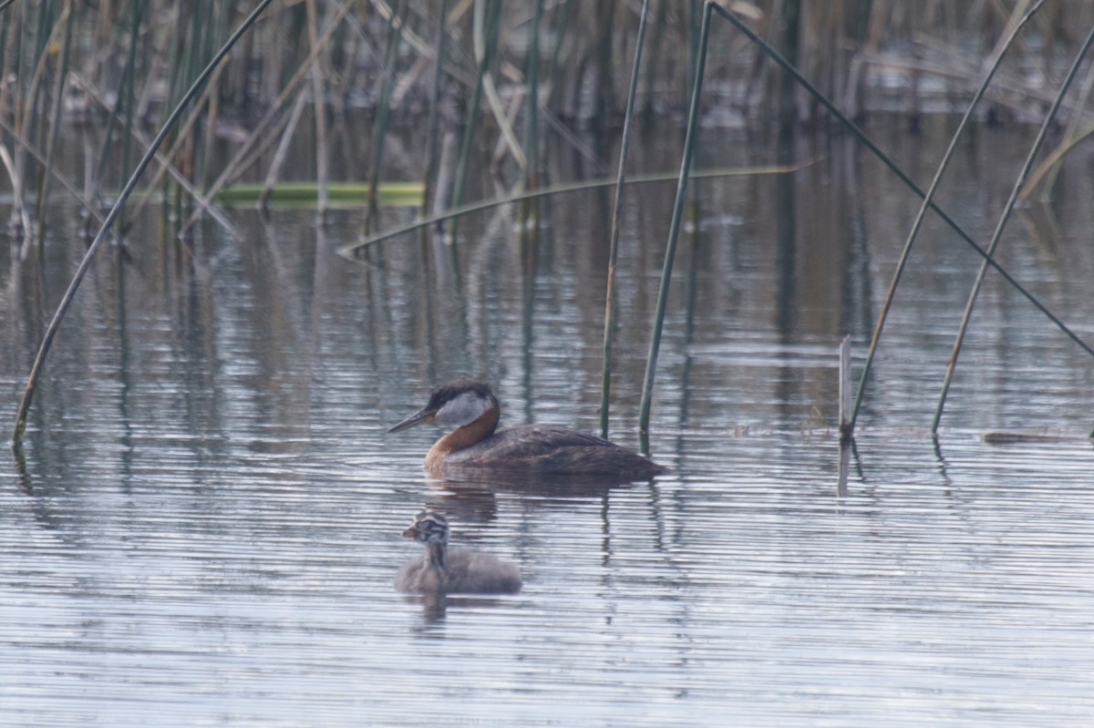 Red-necked Grebe - ML248098091
