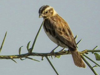 雌鳥/非繁殖期雄鳥 - Eneko Azkue - ML248104961