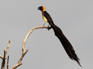 นกเพศผู้ชุดขนฤดูผสมพันธุ์ - John Tebbet - ML248104971