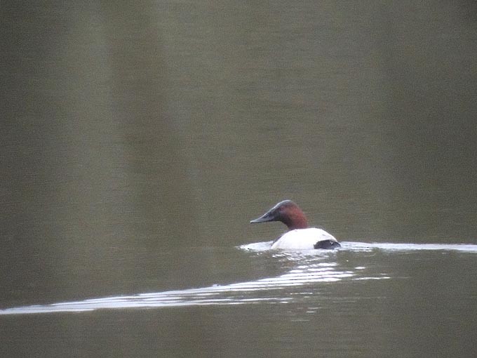 Canvasback - Terry Anderson