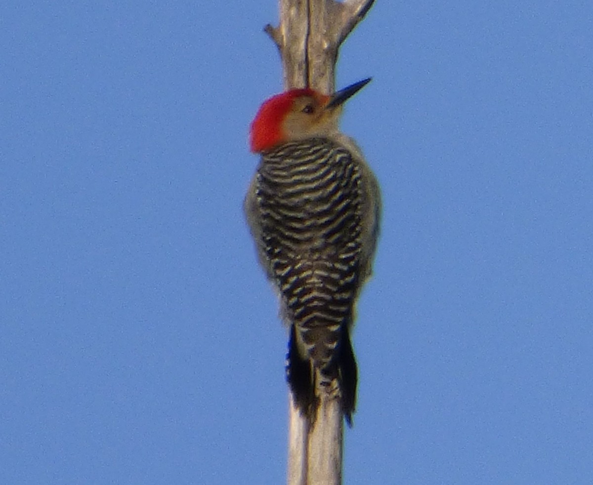 Red-bellied Woodpecker - ML24811121