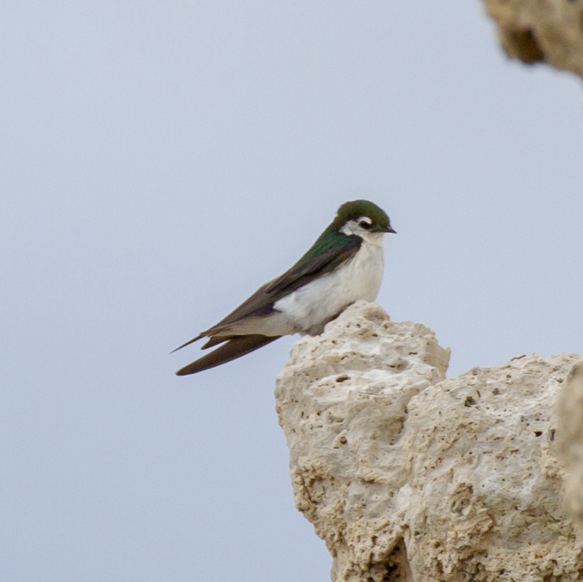 Violet-green Swallow - ML248111421