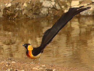 นกเพศผู้ชุดขนฤดูผสมพันธุ์ - Markus Lilje - ML248113011