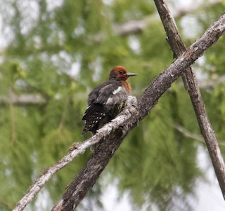 Red-breasted Sapsucker, ML248113421