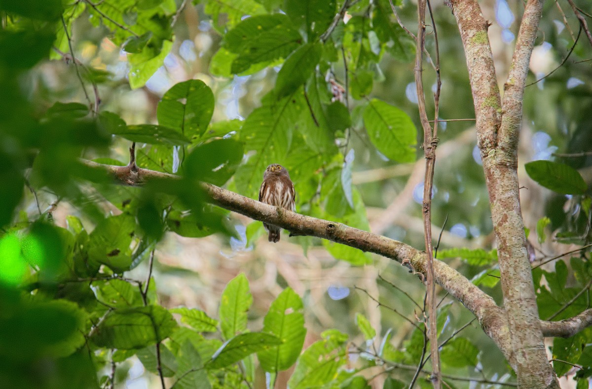Amazonian Pygmy-Owl - Shailesh Pinto