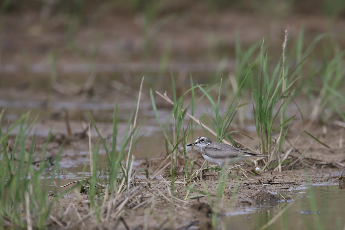 Long-billed Plover - Ting-Wei (廷維) HUNG (洪)