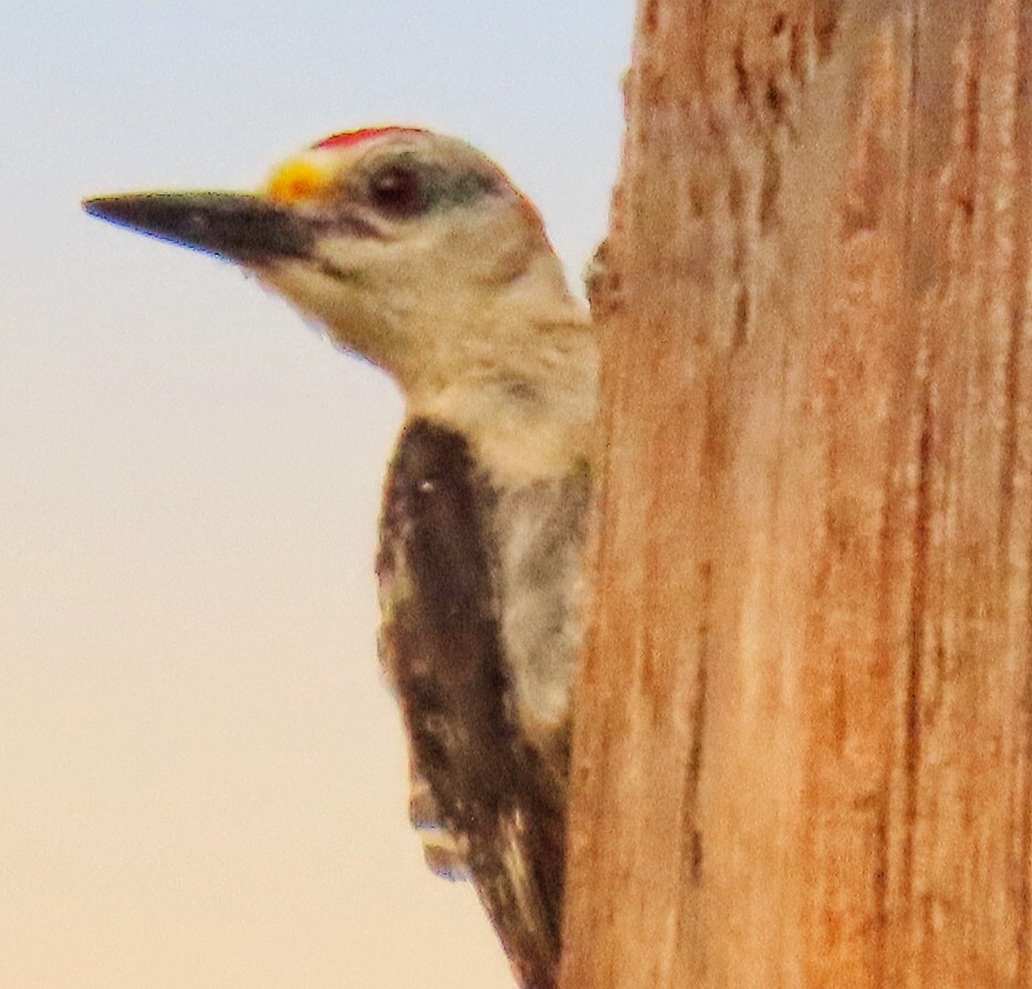 Golden-fronted Woodpecker - ML248124891