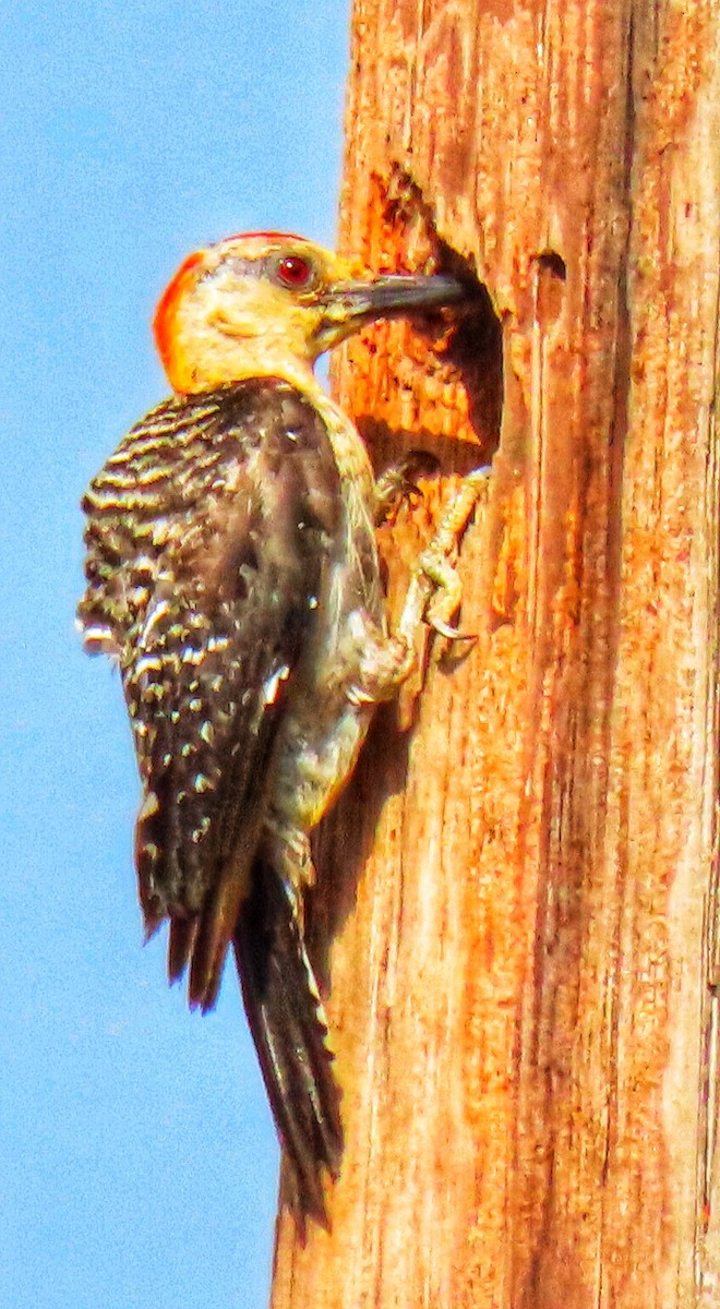 Golden-fronted Woodpecker - Eric  Weston