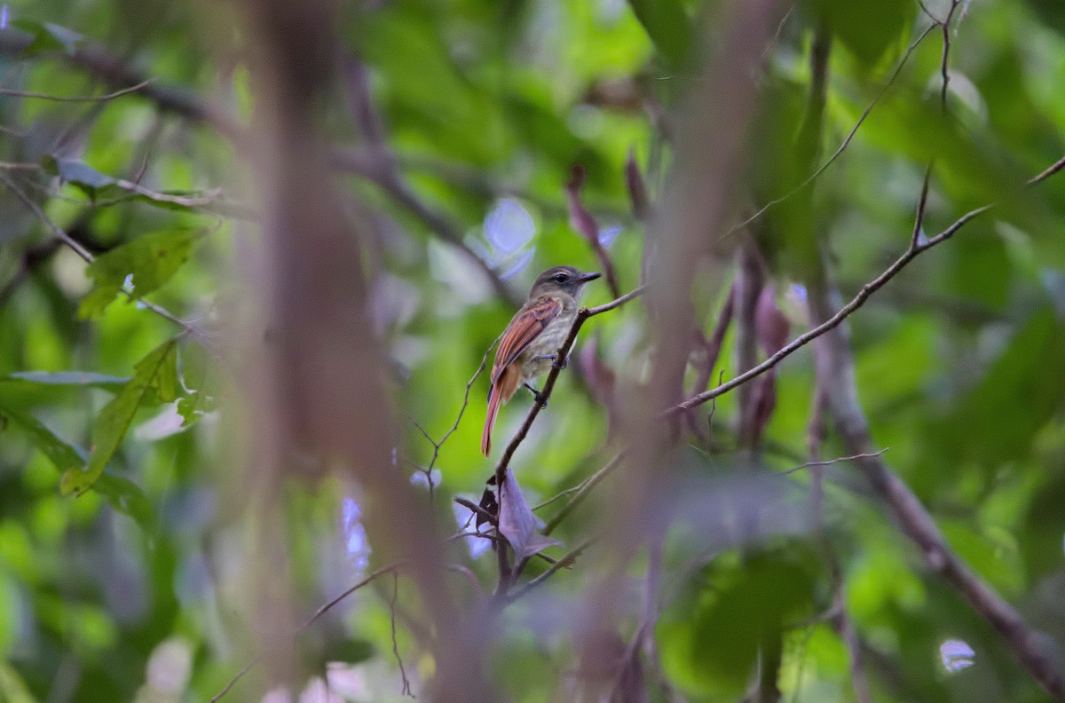 Rufous-tailed Flatbill - Shailesh Pinto