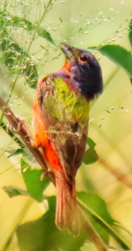 Painted Bunting - ML248126791