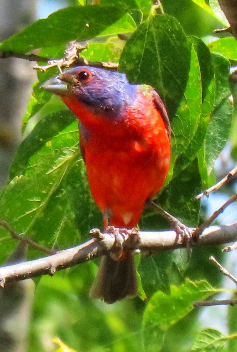 Painted Bunting - ML248126801