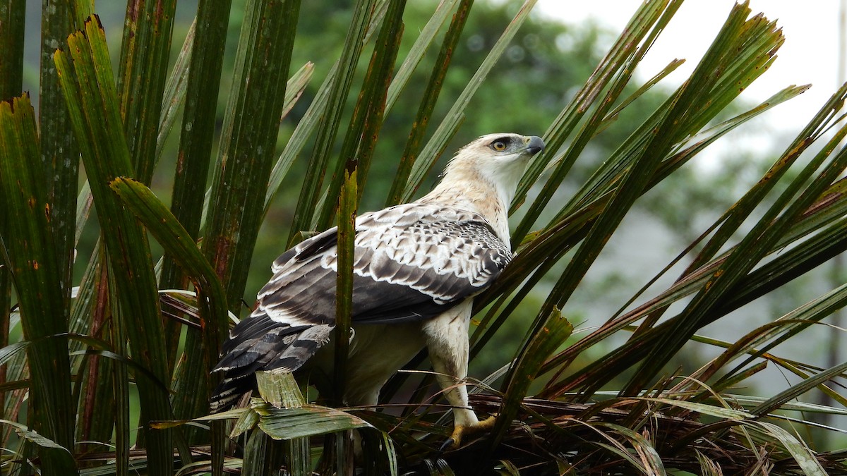 Black-and-chestnut Eagle - Jorge Muñoz García   CAQUETA BIRDING