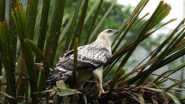 Juvenile Black-and-chestnut Eagle - Black-and-chestnut Eagle - 