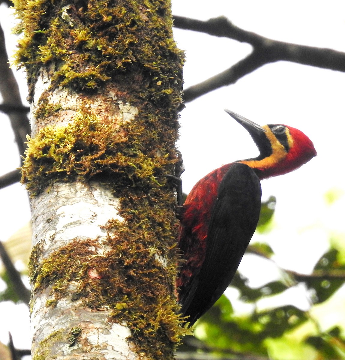 Crimson-bellied Woodpecker - fabian castillo