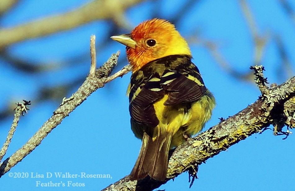 Western Tanager - ML248133761