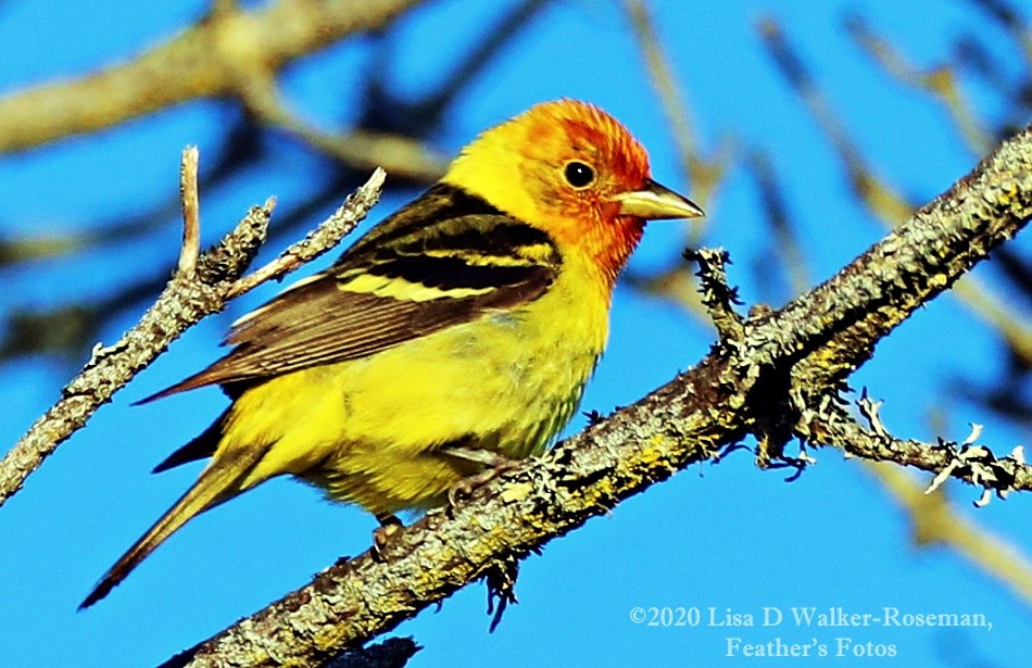 Western Tanager - ML248133771