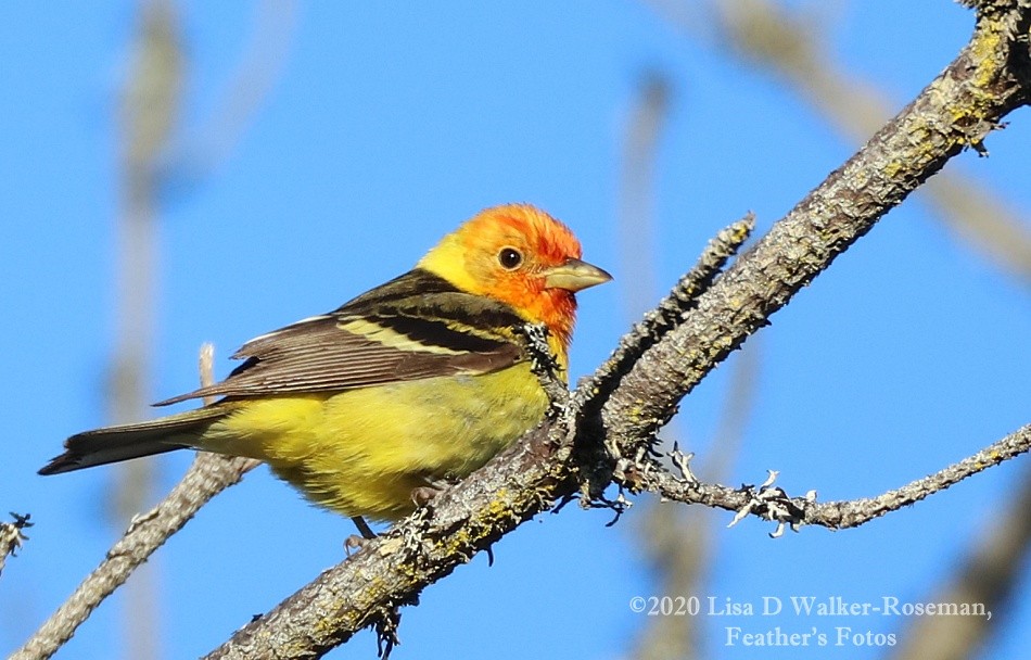 Western Tanager - ML248133781