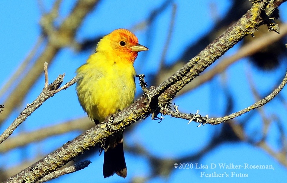 Western Tanager - ML248133791