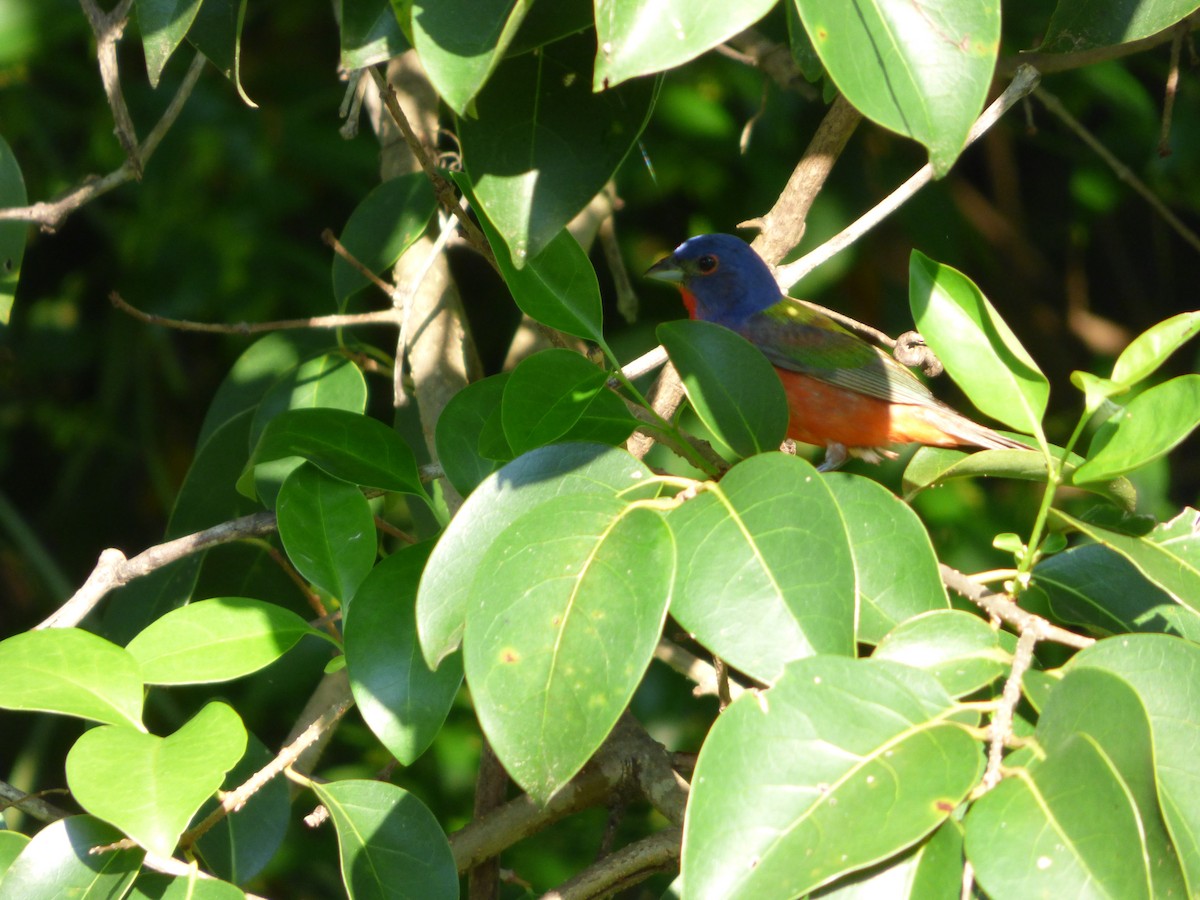 Painted Bunting - ML248135621