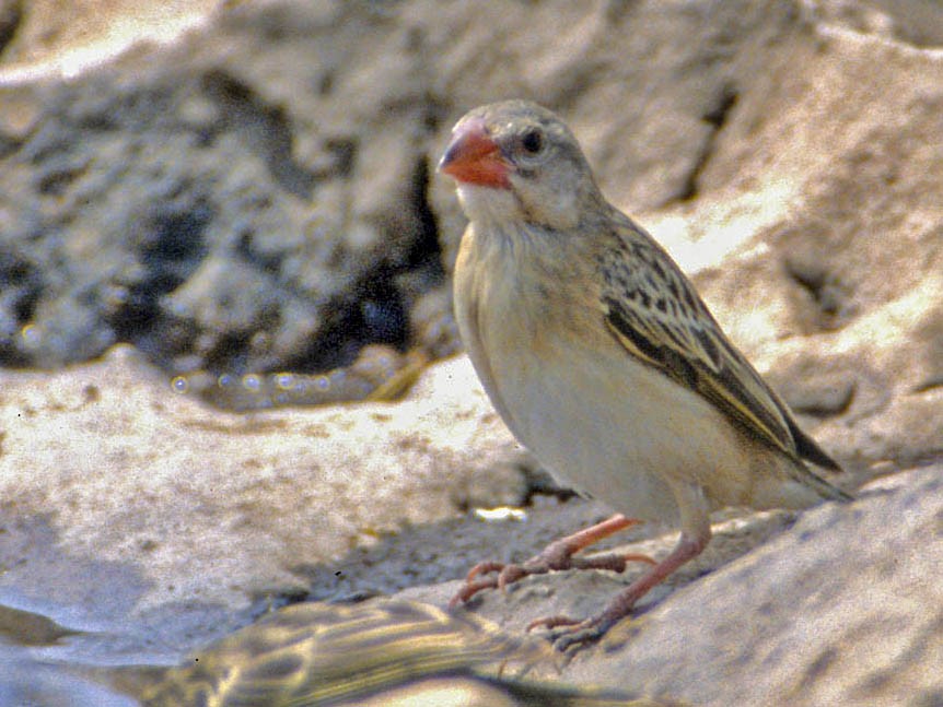 キサキスズメ Ebird