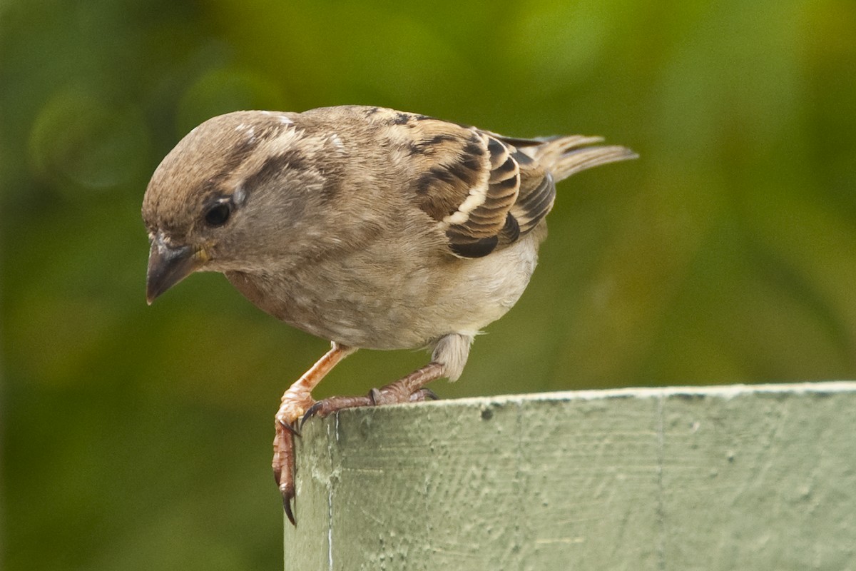 House Sparrow - Ken Langelier