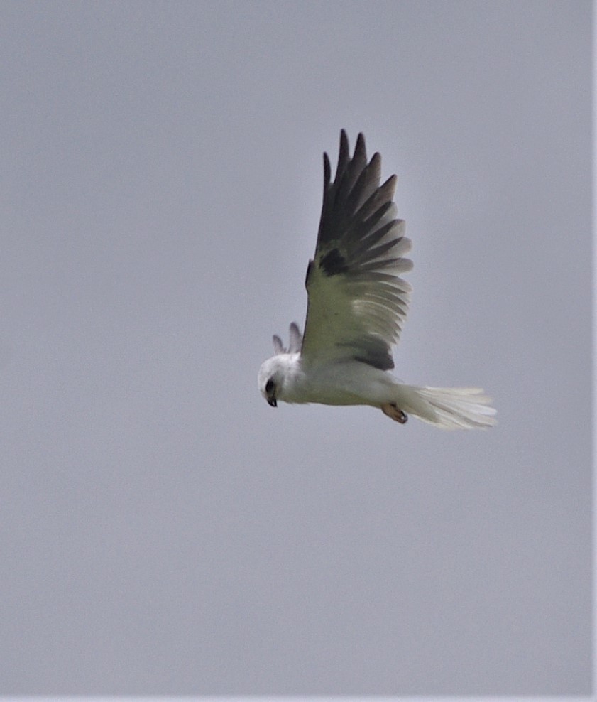 White-tailed Kite - ML248139461