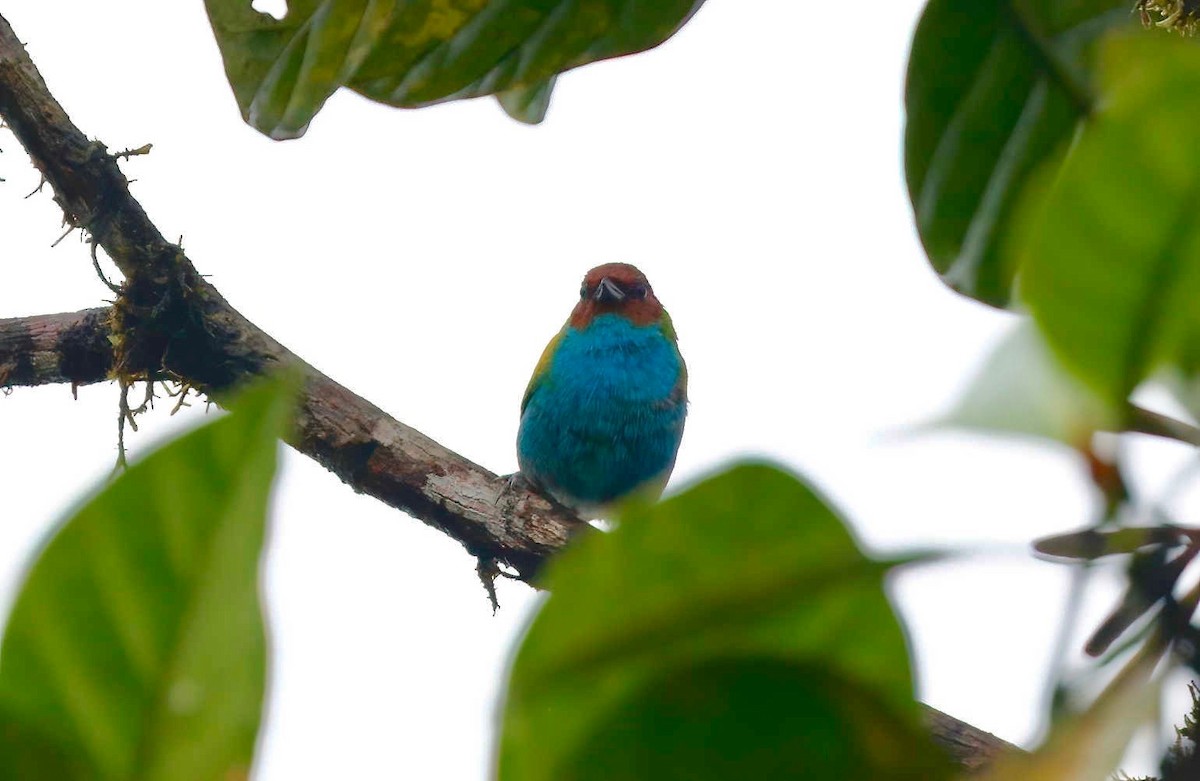 Bay-headed Tanager - ML248139821
