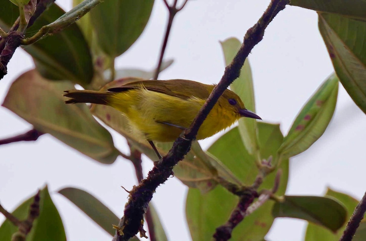 Black-and-yellow Tanager - ML248139901