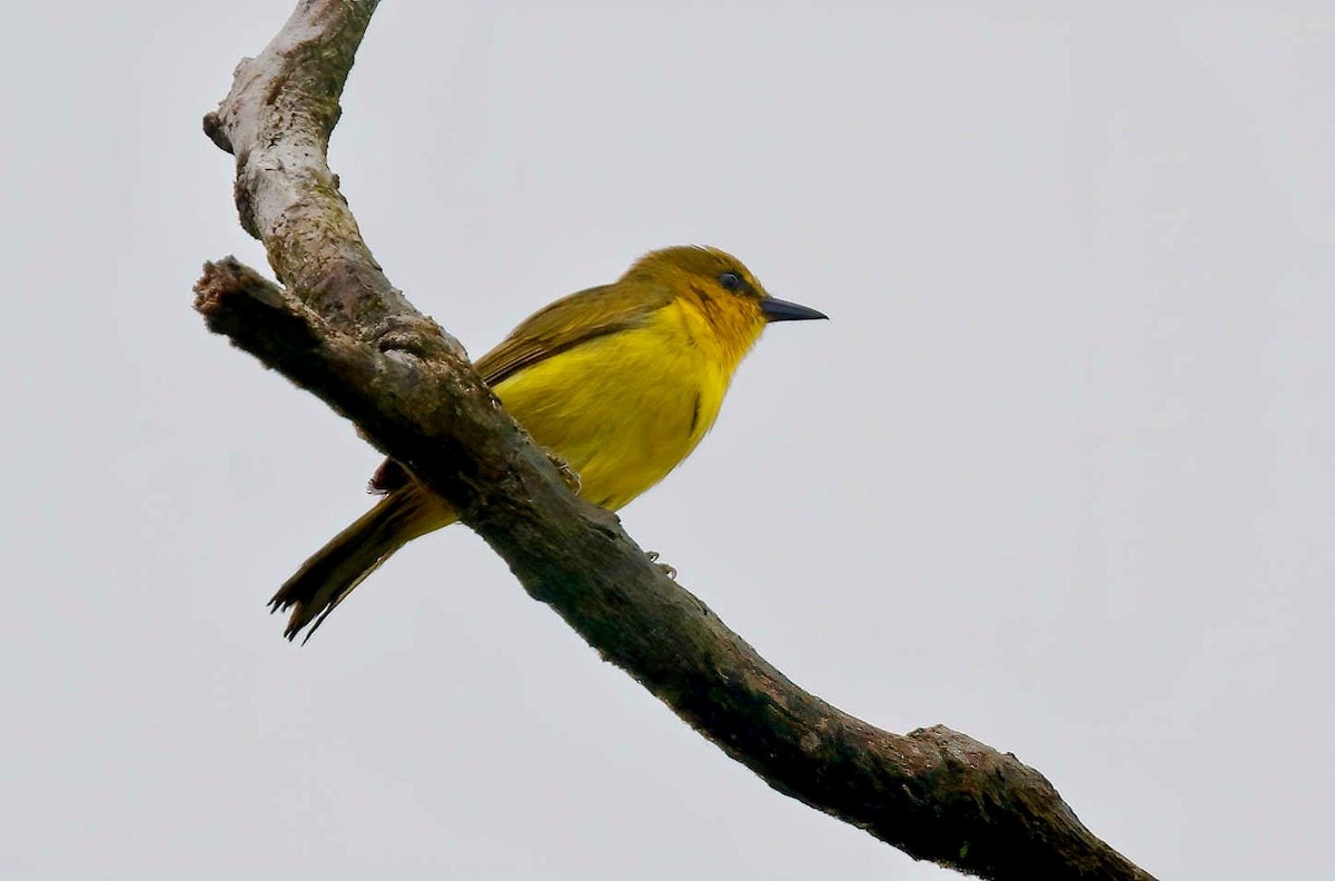 Black-and-yellow Tanager - ML248139921