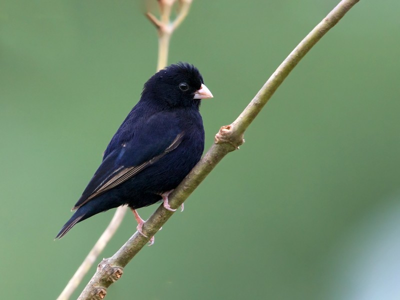 Wilson's Indigobird - Dubi Shapiro