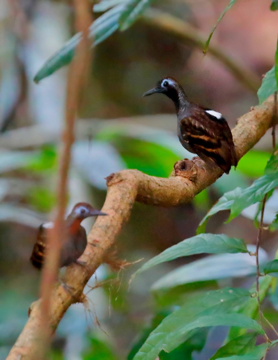 Wing-banded Antbird - ML248140521