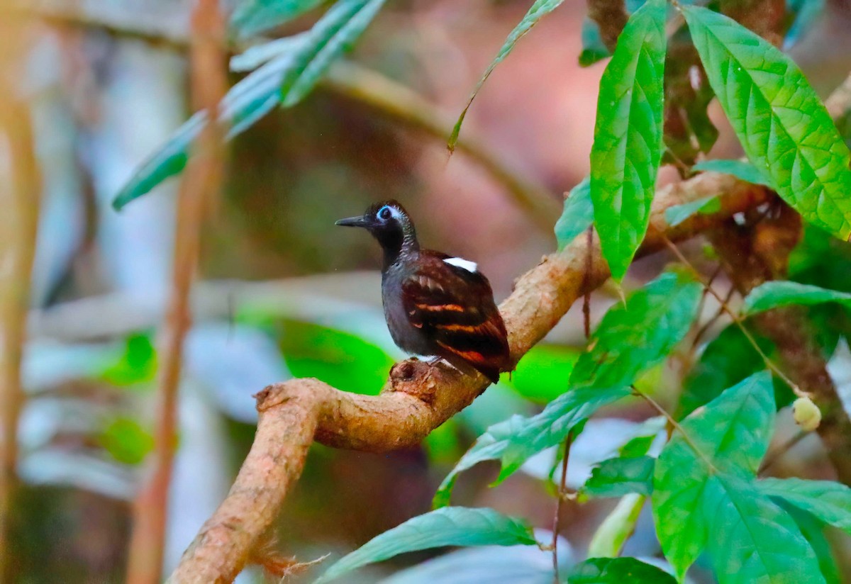 Wing-banded Antbird - ML248140531