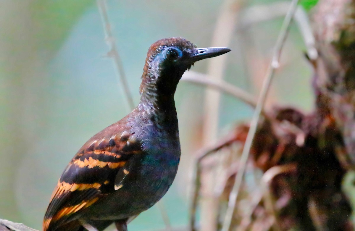 Wing-banded Antbird - ML248140541