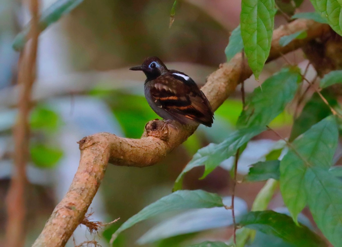 Wing-banded Antbird - ML248140551