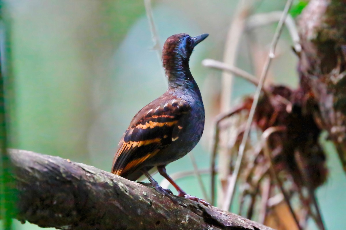 Wing-banded Antbird - ML248140591