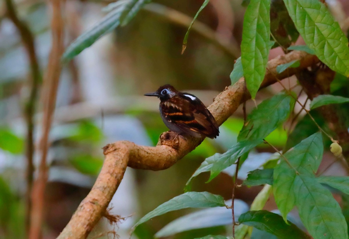 Wing-banded Antbird - ML248140611