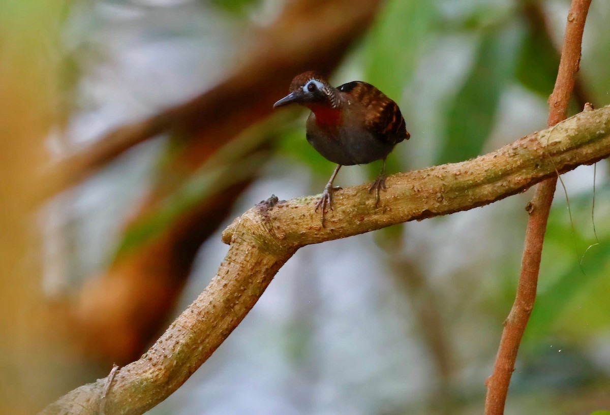 Wing-banded Antbird - ML248140621