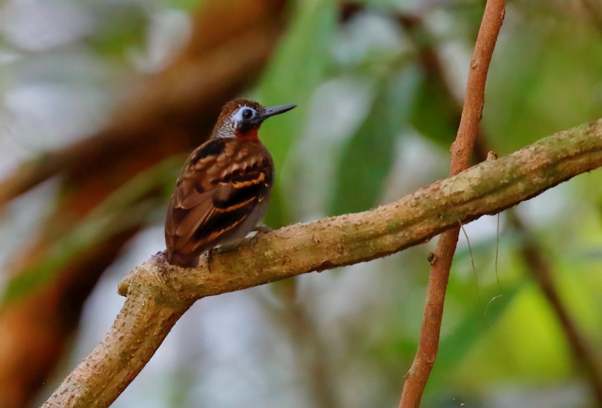 Wing-banded Antbird - ML248140631