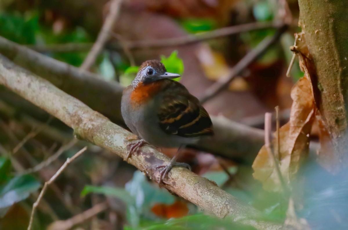 Wing-banded Antbird - ML248140661